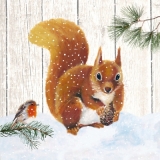 Eichhörnchen & Rotkehlchen im Schnee - Robin & sqirrel in the snow - Ecureuils & rouges-gorges dans la neige