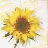 Sonnenblume bringt den Sonnenschein ins Haus - Sunflower brings the sunshine in the house - Le tournesol apporte la lumière solaire dans la maison