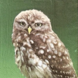 Hübsche Eule - Pretty Owl - Jolie chouette/Hibou