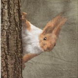 Kleines, neugieriges Eichhörnchen - Tiny, curious Squirrel - Petit écureuil curieux