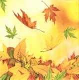 Buntes Laub im Wind - Coloured leaves, foliage in the wind - Feuillage multicolore dans le vent -