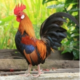 Stolzer, farbenprächtiger Hahn - Proud, colourful rooster - Coq fier, magnifique de couleurs