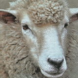 Schaf-Dame - Sheep-Lady - Mouton-Dame