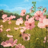 Wiese mit zartrosa Blumen - Meadow with delicate, pink flowers - Pré avec les fleurs rosâtre