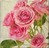 Zarte Rosen, rose - Delicate Roses, pink - Roses délicates, rose