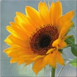 Sonnenblumenstrahlen - The rays of a sunflower - Les rayons des tournesols