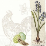 Henne, Hyazinthe & Ostereier - Hen, hyacinth & Easter eggs - Poule, jacinthe & oeufs de Pâques