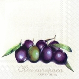 Oliven - Olives - Olea europaea
