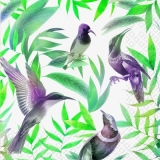Exotische Vögel im Regenwald - Exotic birds in the Rainforest - Oiseaux exotiques dans la forêt tropicale