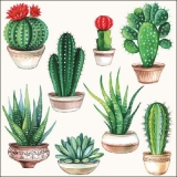 Meine Kaktussammlung - My Cactus collection - Ma collection de cactus