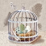 Vogelkäfig, Nest, Federn & Geschriebenes - Bird cage, birds nest, writing & feathers - Cage doiseaux, nid doiseaux, écriture et plumes