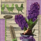 Holzbretter, Hühner & wunderschöne Hyazinthen - Wooden boards, chickens & beautiful hyacinths - Planches de bois, poules & jacinthes merveilleuses