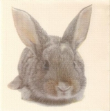 Kleines, niedliches Häschen, Hase - Little, cute bunny, hare - Petit, lapin mignon