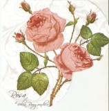 Erblühende Rosen - Blooming roses - roses fleuries