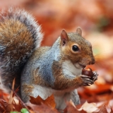 Süßes Eichhörnchen mit Eichel - Cute squirrel with acorn - Écureuil mignon avec le gland