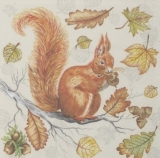 Eichhörnchen mit Eicheln - Squirrels with acorns - Ecureuils avec des glands