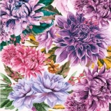 Blumen in lila & rosé Tönen, Dahlien  - Flowers in purple & rose tones, dahlias - Fleurs dans lilas & rosé à des sons, dahlias