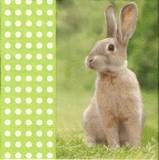 Häschen, Hase auf einer Wiese - Hare, Bunny on a meadow - lièvre sur un pré
