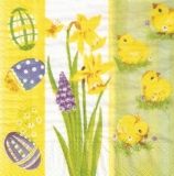 Narzissen, Ostereier & Küken - Daffodils, Easter eggs and fledglings -  Narcisses, oeufs de Pâques& poussins