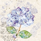 Hortensie & Geschriebenes, lila - Hydrangea & Writting, purple - Hortensias et écriture, violet