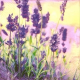 Lavendel im Sonnenschein - Lavender in the sunshine - Lavande au soleil