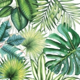 Tropische Pflanzen, Blätter, Urwald - Jungle, tropical leaves - Les plantes tropicales, feuilles, jungle