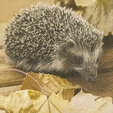 Kleiner Igel - Little Hedgehog - Petit hérisson