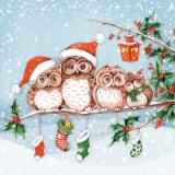 Eulenfamilie im Winter - Owl family in winter - Famille Chouette, hibou en hiver