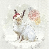 Kleiner Hase - Little Rabbit - petit lapin
