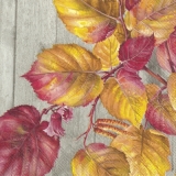 Wunderschön bunt gefärbtes Laub auf Holz - Beautifully colored foliage on wood - Feuilles de couleur magnifiquement sur bois
