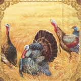 Wilde Truthähne auf einem Feld - Wild turkeys on a field - Dindes sauvages dans un champ