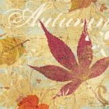 Blätter & die Farben des Herbstes - Leaves & the colours of autumn - Feuilles et les couleurs de lautomne