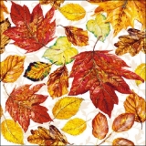 Wundervoll gefärbtes Laub, Blätter - Wonderfully coloured foliage, leaves - Feuillage merveilleusement coloré, feuilles