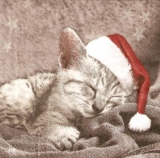 Müdes Kätzchen/Katze am Weihnachtsabend - Sleepy kitten/cat on christmas eve - Chaton / chat fatigué le soir de Noël
