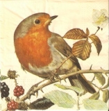 Rotkehlchen auf einem Beerenzweig - Robin on a berry branch - Rouge-Gorge sur une branche de baies
