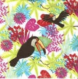 Exotische Vögel Tukane - Exotic birds toucans - Les oiseaux exotiques toucans