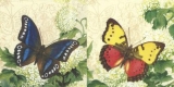 2 wunderschöne Schmetterling - 2 beautiful Butterflies - 2 beaux papillons