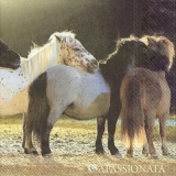 5 Ponys auf der Weide - 5 ponies in the pasture - 5 poneys dans le pâturage