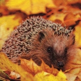 Igel im Laub - Hedgehog in the foliage - Hérisson dans le feuillage