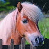 Mein Pony, Pferd- My pony, horse - Mon poney, cheval