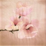 Wunderschöne Magnolienblüten - Beautiful magnolia blossoms - Belles fleurs de magnolia