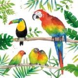 Tropische Vögel, Papagei, Tukan - Tropical birds, parrot, toucan - Oiseaux tropicaux, perroquet, toucan