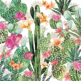 Verschiedene Kakteen in voller Blüte - Various cactuses in full bloom - Divers cactus en pleine floraison
