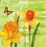 Schmetterling besucht Narzissen, Osterglocken - Butterfly visits daffodils, daffodils - Papillon visite des jonquilles, des jonquilles