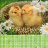 2 süsse Küken im Körbchen - 2 sweet chicks in the basket - 2 poussins dans le panier