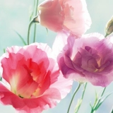 hübsche Blüten - pretty flowers - jolies fleurs