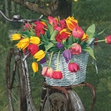 Tulpen im Korb auf einen Fahrrad - Tulips in the basket on a bicycle - Tulipes dans le panier sur un vélo