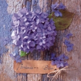 blaue Hortensie vor Holzwand - blue hydrangea in front of wooden wall - Hortensia bleu devant le mur en bois