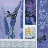 verschiedene Lavendelblüten & 2 Schmetterlinge - different lavender flowers & 2 butterflies - différentes fleurs de lavande et 2 papillons