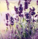 Lavendelwiese - lavender meadow - prairie lavande